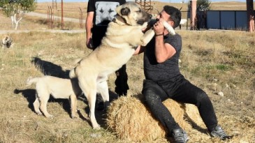 Kangal üreticisinden ‘İtalya’ yorumu!