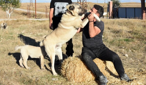 Kangal üreticisinden ‘İtalya’ yorumu!