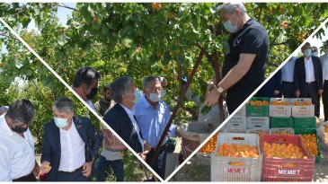 MİLLETVEKİLİ YAYMAN VE BAŞKAN YAVUZ, KIRIKHAN’DA İLK KAYISI HASADINI YAPTI