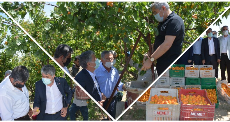 MİLLETVEKİLİ YAYMAN VE BAŞKAN YAVUZ, KIRIKHAN’DA İLK KAYISI HASADINI YAPTI