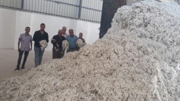 Hamza tarım ürünleri ilk pamuğunu aldı