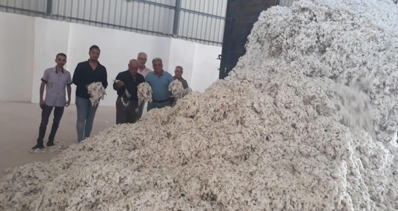 Hamza tarım ürünleri ilk pamuğunu aldı